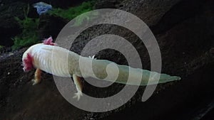 Axolotl, White Mexican Salamander or Ambystoma mexicanum f. leucistic